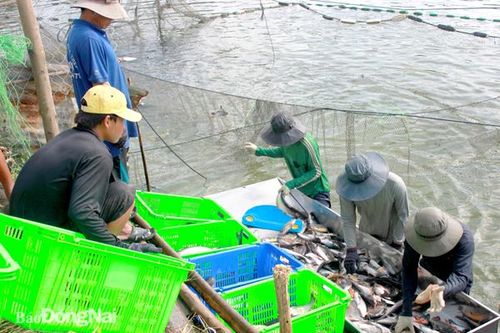 Đẩy mạnh ứng dụng công nghệ cao