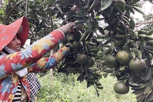 Hội nghị thúc đẩy sản xuất, xuất khẩu nông sản Nam Bộ
