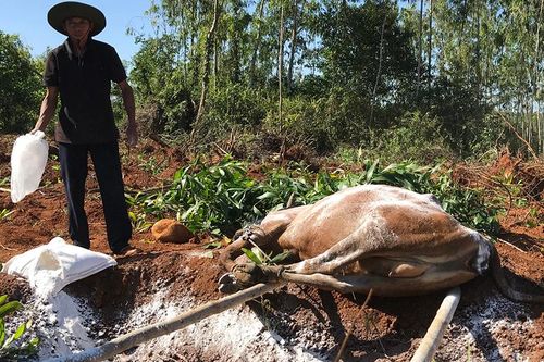 Dịch bệnh vật nuôi gây thiệt hại nặng cho người chăn nuôi ở Quảng Ngãi