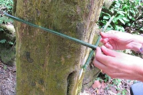 Bí ẩn về thung lũng đầy những cây hình vuông kỳ lạ