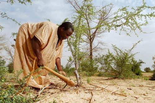 Niger: Phép màu 'tái sinh từ gốc'