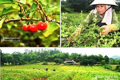 Nghệ An phát triển bền vững cây dược liệu
