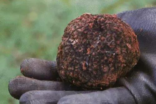 Chú chó ra sức đào ra một cục đá dưới gốc cây, là 'kim cương' của ẩm thực: Giá tỷ đồng!