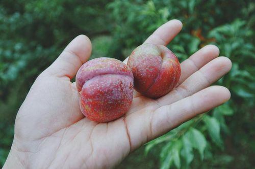 Mùa hè đến, Mộc Châu đón chào du khách bằng một mùa mận trĩu quả