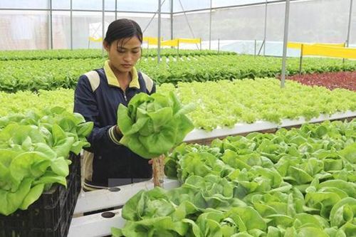 Tiếp tục thí điểm đưa lao động đi làm việc thời vụ tại Hàn Quốc