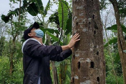 Vỡ mộng đời 'lên hương' nhờ trồng cây cho loài trầm đắt đỏ
