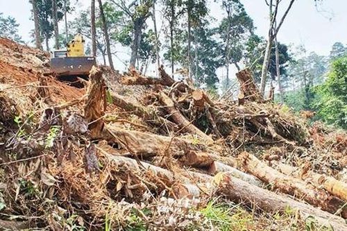 Lâm Đồng thiệt hại 12,8 ha rừng với 87 vụ vi phạm trong 4 tháng đầu năm