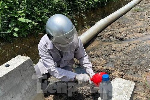 Điều tra nguyên nhân cá chết hàng loạt trên sông Bàu Giang