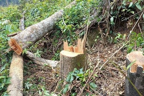 Lâm Đồng: Xử lý trường hợp phá rừng, sử dụng rừng không đúng mục đích