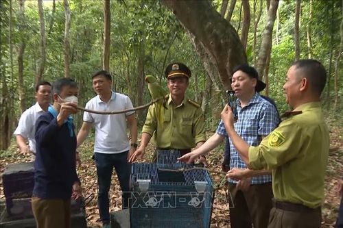 135 cá thể động vật hoang dã được thả về môi trường tự nhiên ở Quảng Bình