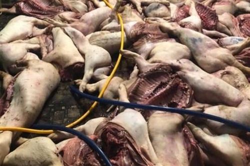 Mổ cả trăm con lợn đã tím tái, bốc mùi để đưa đi bán