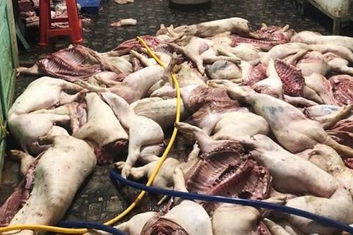 Đồng Nai: Kinh hãi phát hiện hơn 1 tấn thịt lợn thối