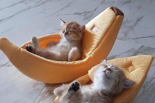 Bật cười trước những khoảnh khắc khó hiểu của loài mèo