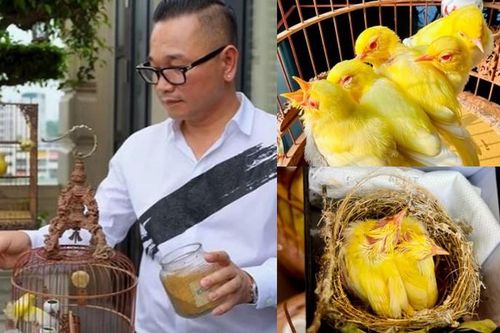 Cận cảnh đàn chim đột biến hàng chục tỷ của đại gia Hà thành