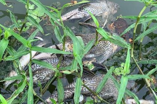 Quảng Ngãi: Điều tra nguyên nhân nước sông Bàu Giang sủi bọt, bốc mùi hôi khiến cá chết hàng loạt