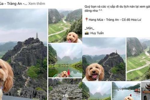 Bộ ảnh cún cưng ở Hang Múa gây bão mạng xã hội
