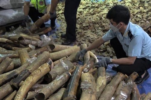Thu giữ nhiều tang vật các vụ buôn bán động vật hoang dã nhưng chưa 'trùm cuối' nào bị bắt