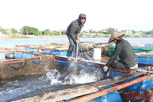 Tạo 'cú huých' thay đổi tư duy sản xuất nông nghiệp đô thị Hà Tĩnh