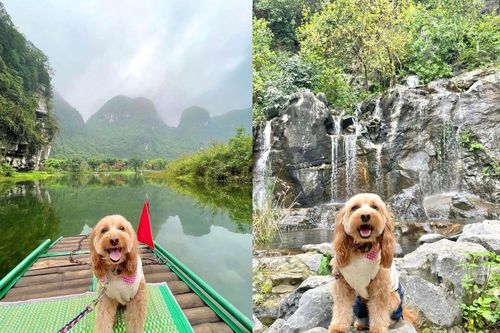 Không phải là ngôi sao nhưng chú chó này lại trở thành nhân vật check in hot nhất Cố đô Hoa Lư