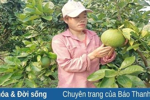 Sản phẩm bưởi của HTX Thành Công với hành trình vươn tầm OCOP