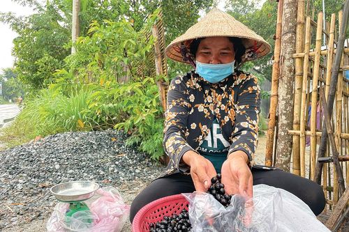 Mùa trâm lộc của trời