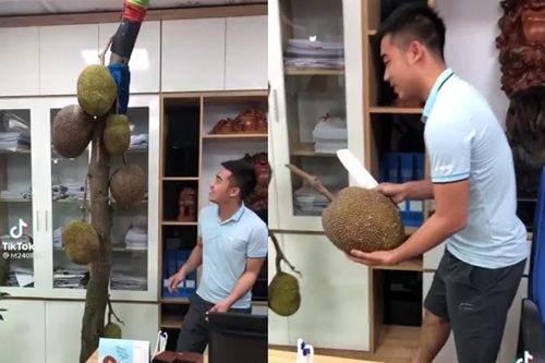 Cây mít ngang ngược mọc giữa văn phòng nhưng cực sai quả, lúc bổ ra mới bất ngờ