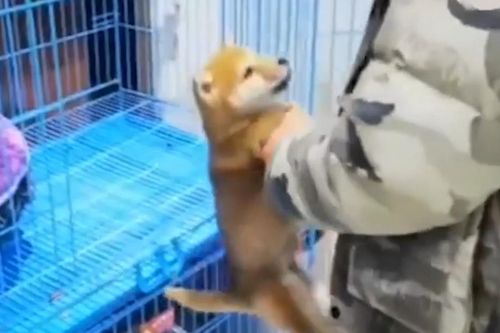 Chó con tự chọn chủ, bắt ép mang về nuôi