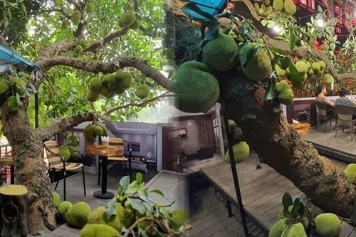 Quán cafe trĩu trịt mít, quả xếp đầy gốc đã vào mùa đẹp nhất năm, bà chủ tiết lộ điều vui