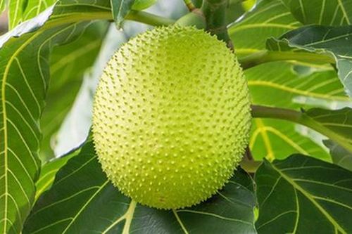 Loại quả xưa ở quê đầy không ai hái, giờ thành đặc sản được dân thành phố ưa chuộng, 70.000 đồng/kg