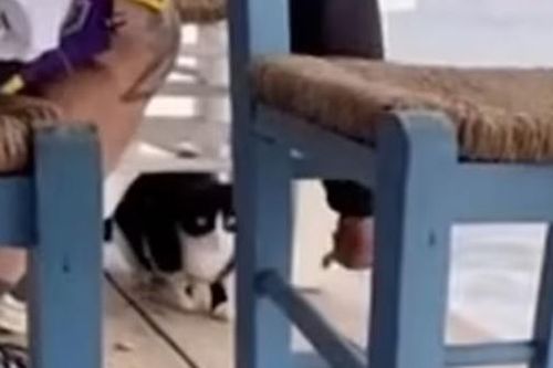 Đối mặt 10 năm tù vì ngược đãi... mèo