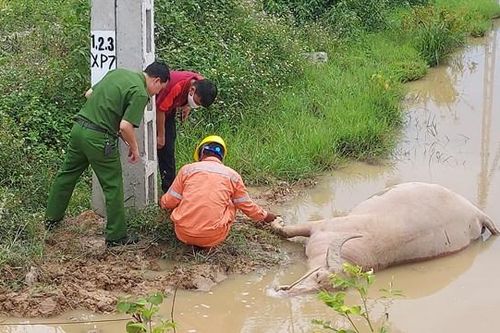 Rò điện khiến một con trâu bị giật chết dưới mương nước