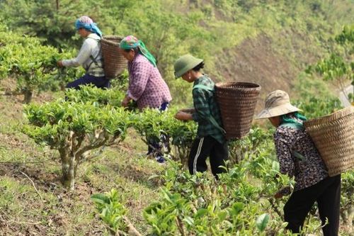 Chè Shan tuyết 'đặc sản thoát nghèo' ở vùng cao xứ Nghệ