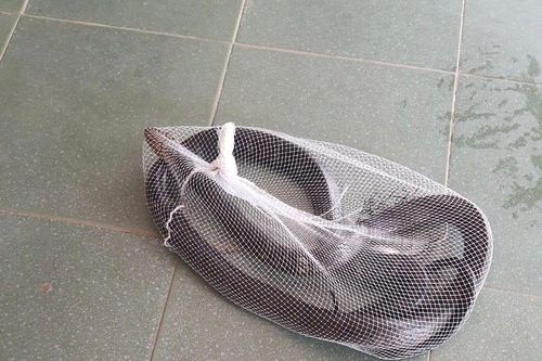 Rắn hổ mang chúa dài 3m 'mắc lưới'... trường học