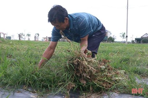 Mùa dưa 'kém vui' của nông dân Thạch Hà