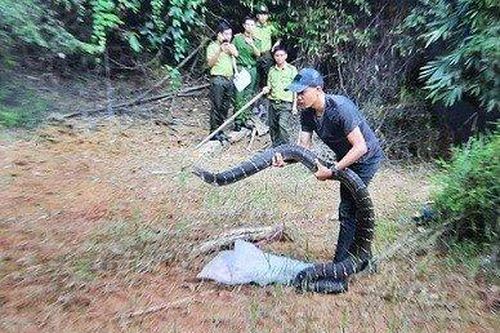 Hà Tĩnh: Phát hiện hổ mang chúa 'khủng' ở trường học