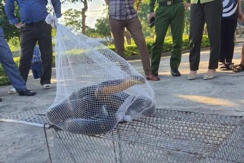 Thấy rắn hổ mang chúa dài hơn 3m lang thang trong trường, học sinh và giáo viên liền có hành động gan dạ