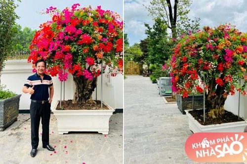 Nghệ sĩ Quang Tèo khoe vườn hoa hoành tráng trong biệt thự mới