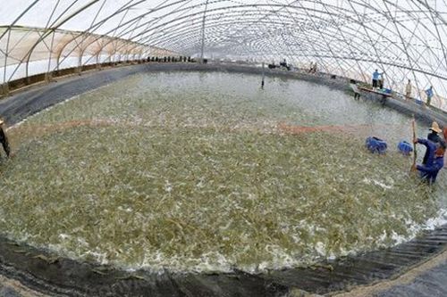 Bến Tre đặt mục tiêu xuất khẩu tôm đạt 1 tỷ USD vào năm 2025