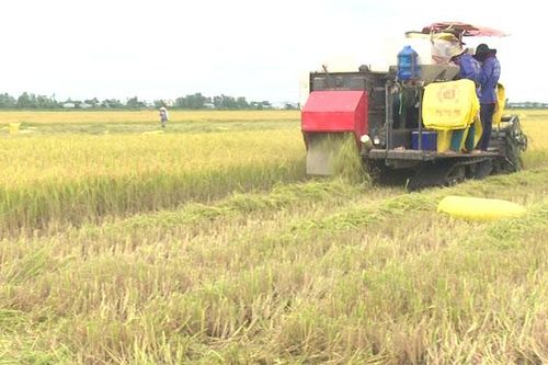 Kinh tế tập thể thúc đẩy chuyển đổi cơ cấu kinh tế nông nghiệp nông thôn phát triển ổn định và bền vững