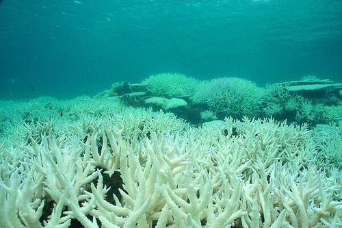 Nắng nóng đang đe dọa 91% rạn san hô Great Barrier tại Australia bị tẩy trắng