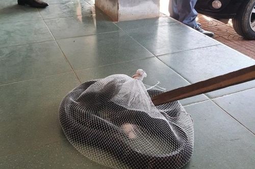Kinh hãi rắn hổ mang chúa 'khủng' bò vào trường học