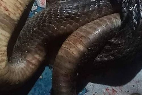 Người đàn ông bị rắn hổ phì kịch độc cắn tử vong