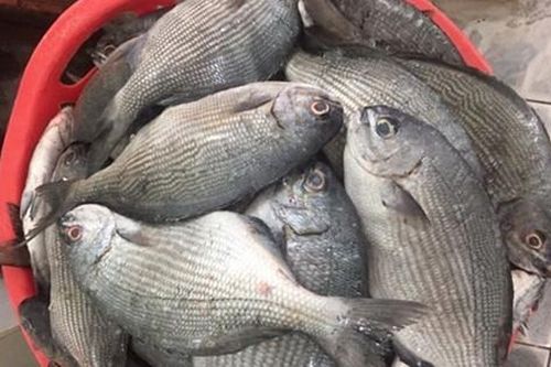 Loại cá nghe tên hết hồn nhưng là đặc sản nổi tiếng ở Quảng Ngãi, xưa giá rẻ bèo nay rất đắt đỏ