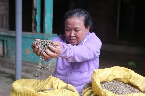 Người dân khóc ròng khi lúa đen ngòm vì ngậm nước bãi than