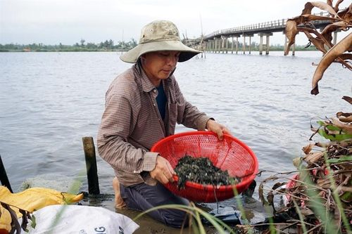 Những người giữ lửa nghề cào, đãi hến