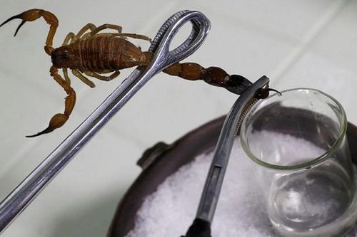 Bọ cạp có chất lỏng gì đắt nhất hành tinh: 1 lít hàng trăm tỷ?