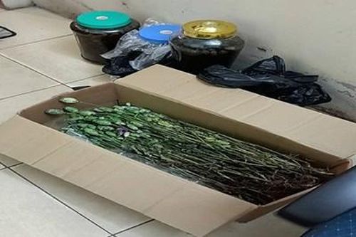 Đi 'ship' cây thuốc phiện để ngâm rượu cho khách thì bị bắt