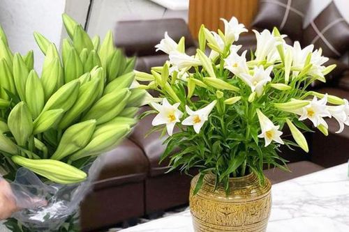 Hoa loa kèn vào mùa giá hạ nhiệt, 'chợ mạng' rao bán chỉ từ 49k/50 bông