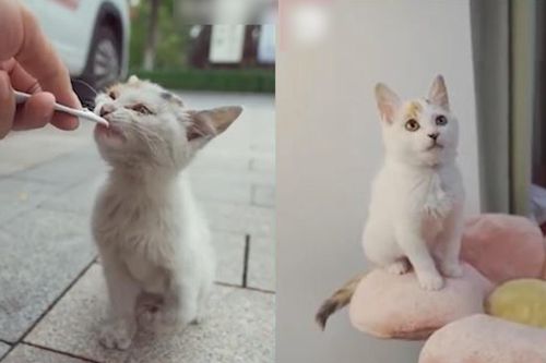 Chàng trai giải cứu mèo con bị gãy chân trên phố
