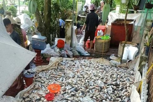 Khẩn trương xác định nguyên nhân cá chết hàng loạt ở TP. Châu Đốc